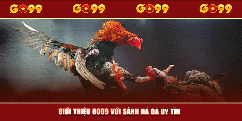 Giới thiệu GO99 với sảnh Đá gà uy tín