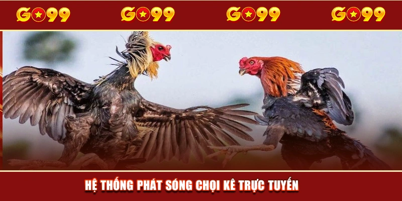 Hệ thống phát sóng chọi kê trực tuyến